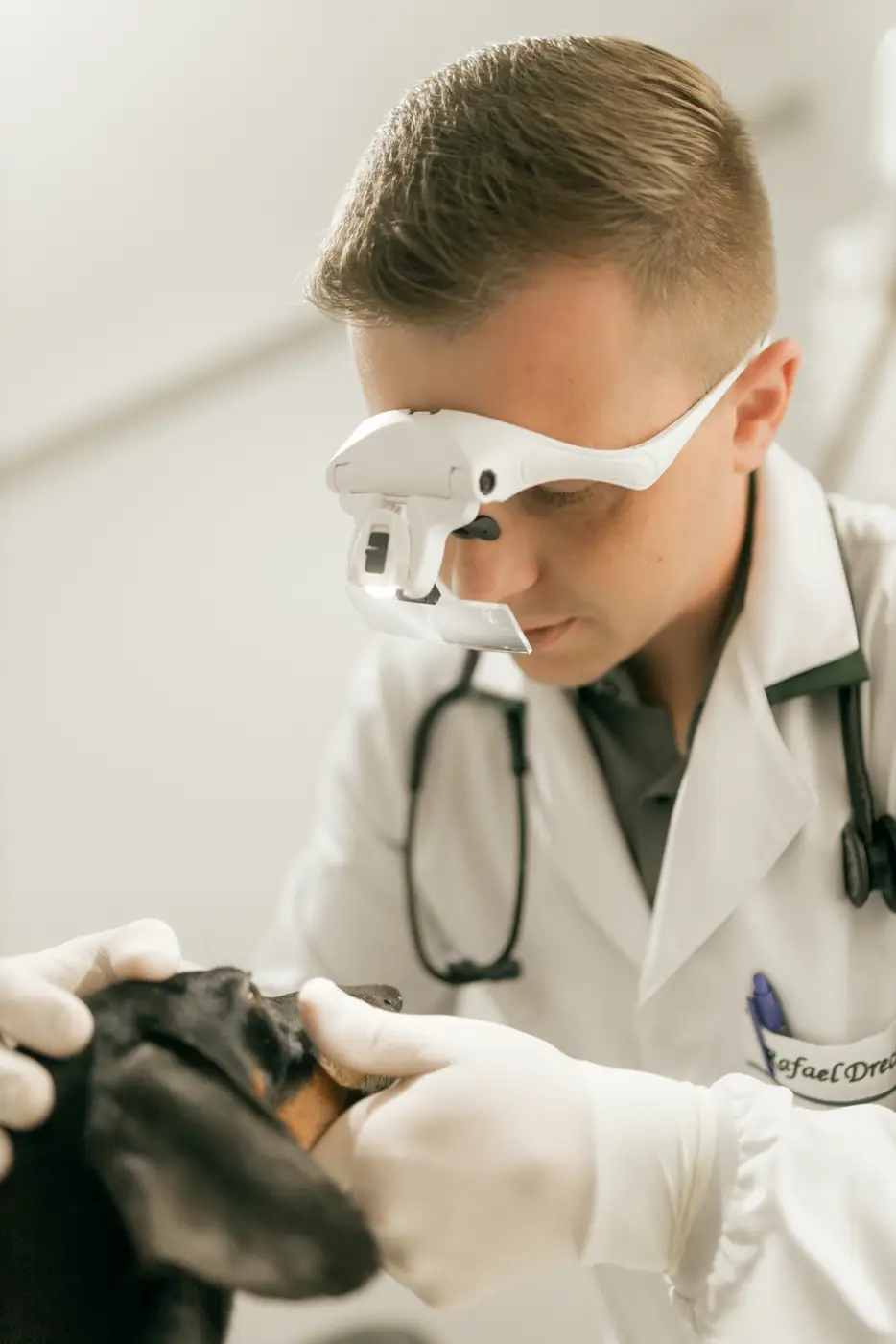 Veterinario revisando la dentadura de un perro