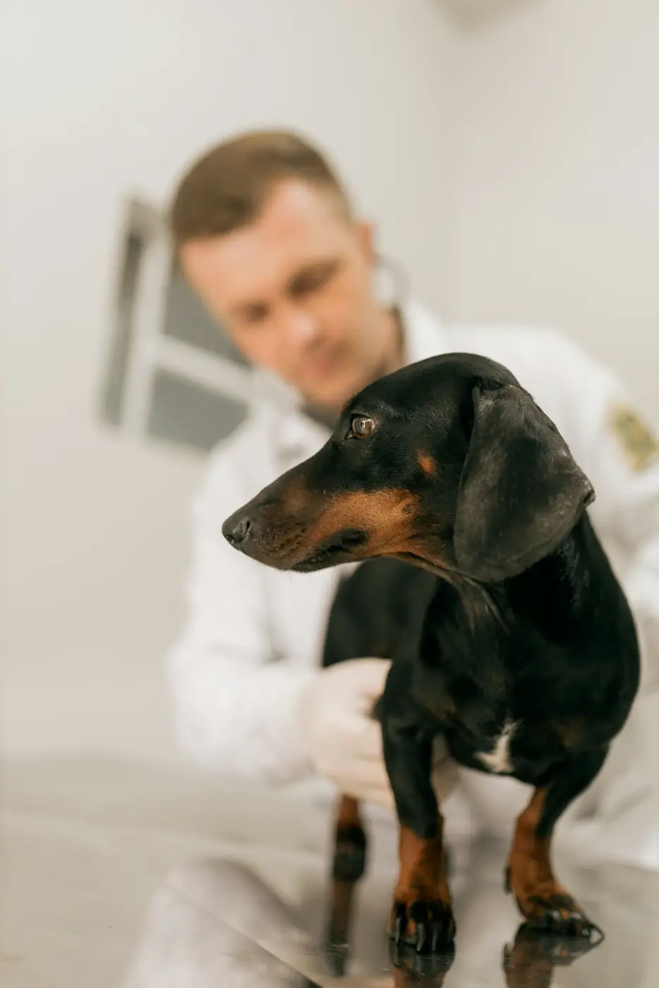 Perro salchicha durante su chequeo